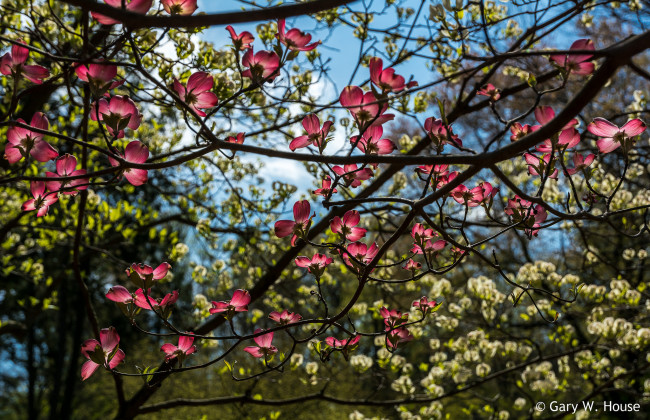 Обои картинки фото цветы, кизил, ветки