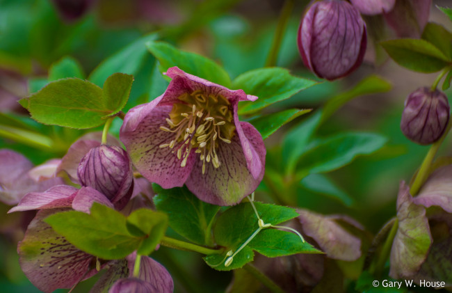 Обои картинки фото цветы, геллеборус , морозник