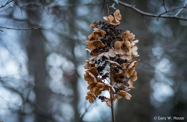 Обои картинки фото природа, макро