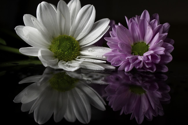 Обои картинки фото цветы, хризантемы, лепестки, цветки