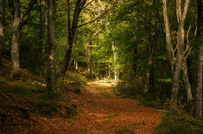 Обои картинки фото природа, дороги, тракт