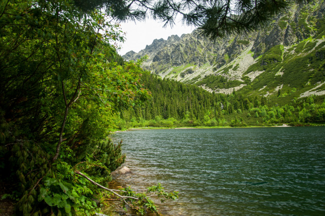 Обои картинки фото природа, реки, озера, река, лес