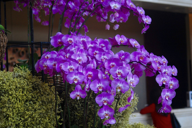 Обои картинки фото цветы, орхидеи, flowers, flowering, orchids, цветение