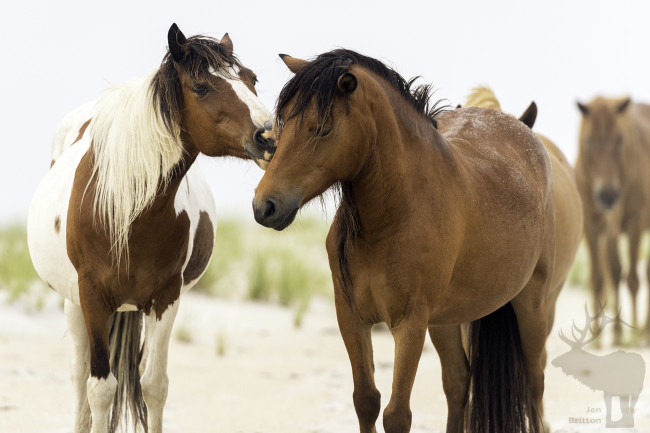 Обои картинки фото животные, лошади, лошадь, окрас, грива, большая
