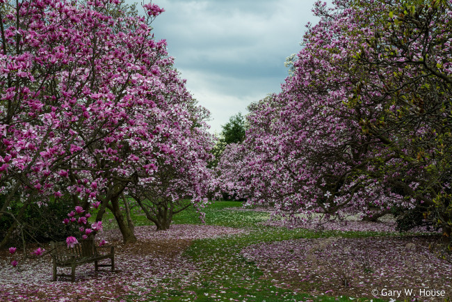 Обои картинки фото цветы, магнолии, деревья