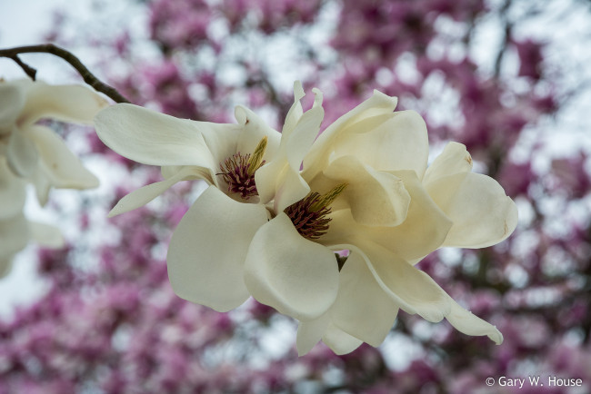 Обои картинки фото цветы, магнолии, магнолия