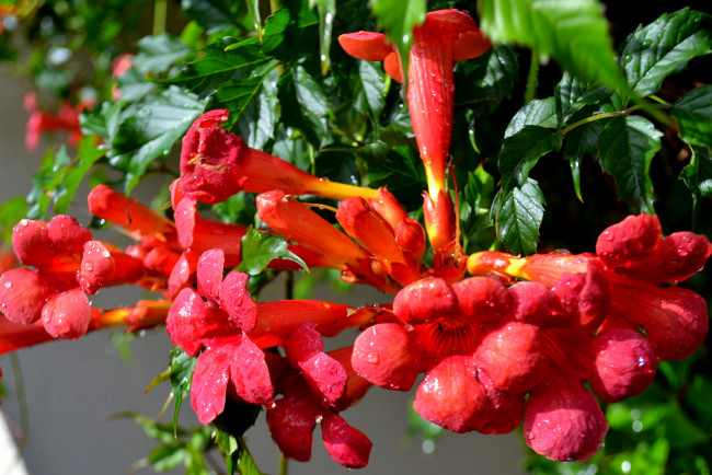 Обои картинки фото цветы, оранжевые, капли, макро