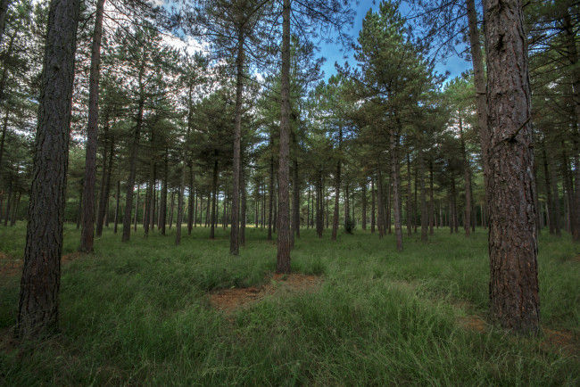 Обои картинки фото природа, лес, деревья