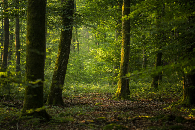 Обои картинки фото природа, лес, деревья