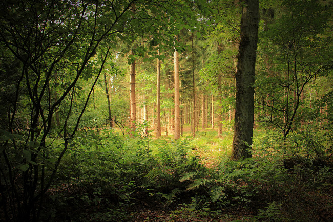 Обои картинки фото природа, лес, деревья