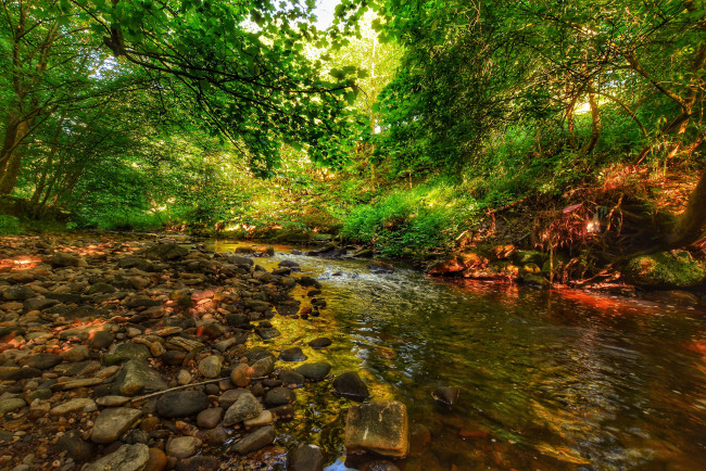 Обои картинки фото природа, реки, озера, река, лес