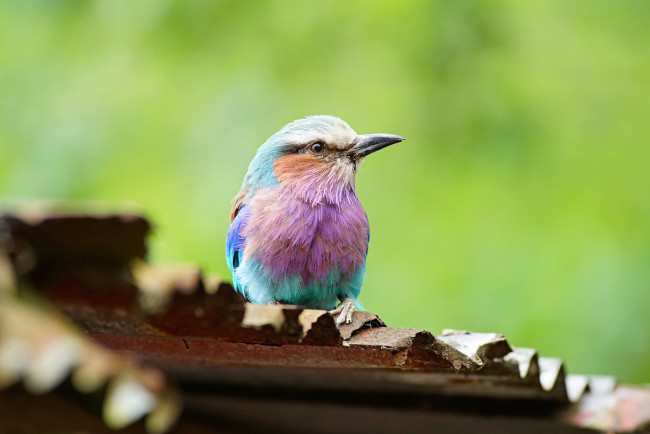 Обои картинки фото животные, птицы, клюв, перья, птица, окрас