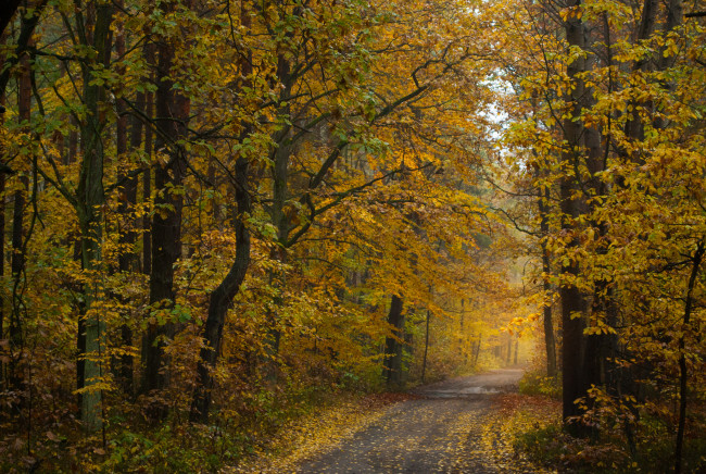 Обои картинки фото природа, дороги, тракт