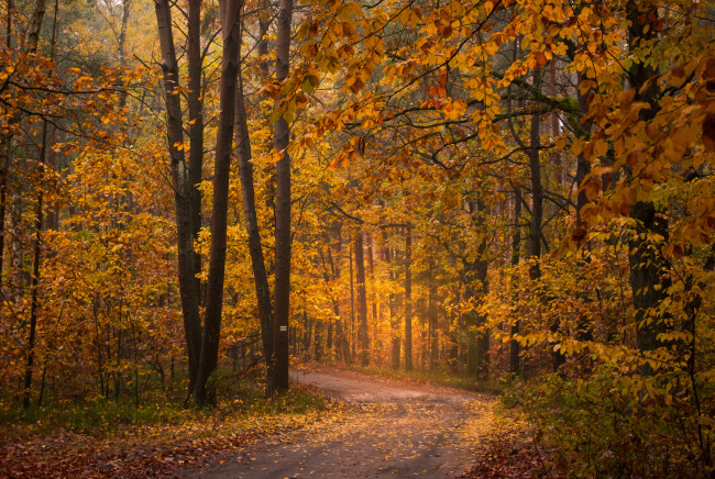 Обои картинки фото природа, дороги, тракт