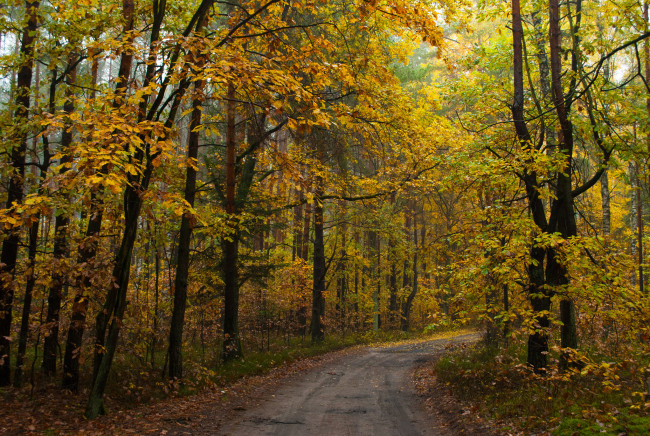 Обои картинки фото природа, дороги, тракт