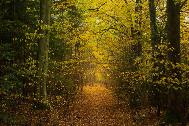 Обои картинки фото природа, дороги, тракт