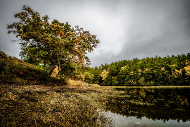 Обои картинки фото природа, реки, озера, лес, река