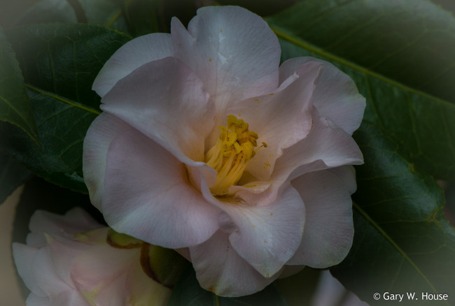 Обои картинки фото цветы, камелии, камелия