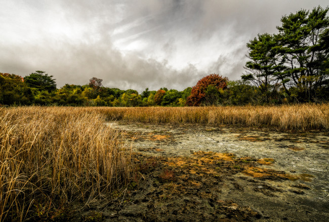 Обои картинки фото природа, реки, озера, река, лес