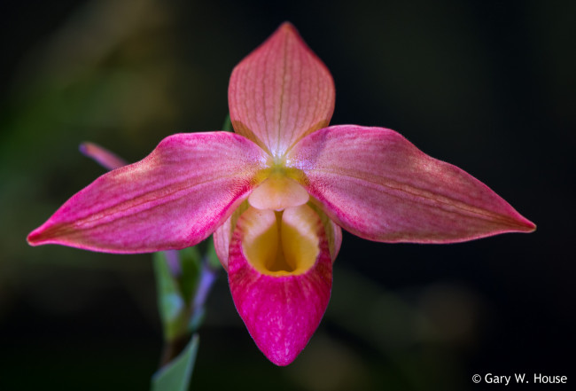 Обои картинки фото цветы, орхидеи, орхидея