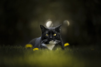 Картинка животные коты травка природа взгляд кот фон