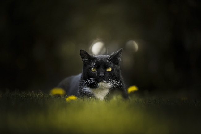 Обои картинки фото животные, коты, травка, природа, взгляд, кот, фон