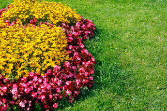 Картинка цветы разные+вместе клумба