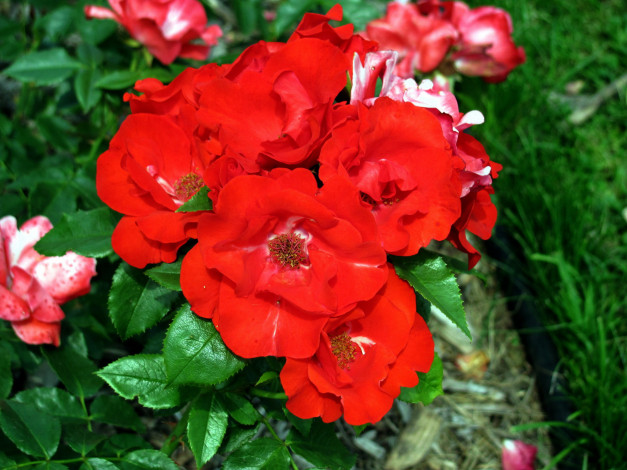 Обои картинки фото цветы, розы, алые