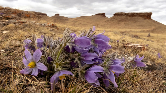 Обои картинки фото цветы, анемоны,  сон-трава, сон-трава