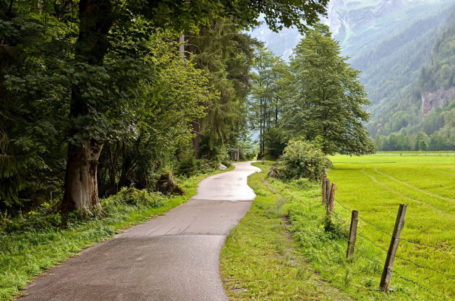 Обои картинки фото природа, дороги, деревья, дорога, проселочная