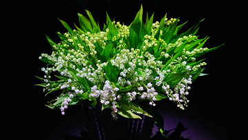 Картинка цветы ландыши майские букет