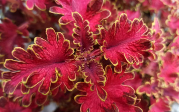 обоя цветы, колеусы,  каладиумы, яркий, колеус, макро