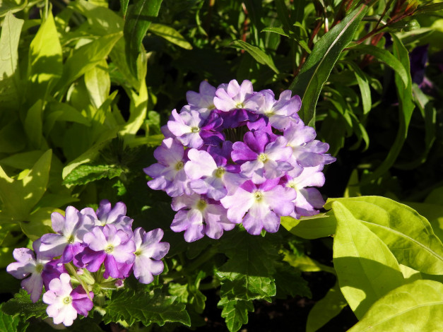 Обои картинки фото цветы, вербена, листья, макро