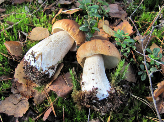 Обои картинки фото еда, грибы,  грибные блюда, лесные, боровики