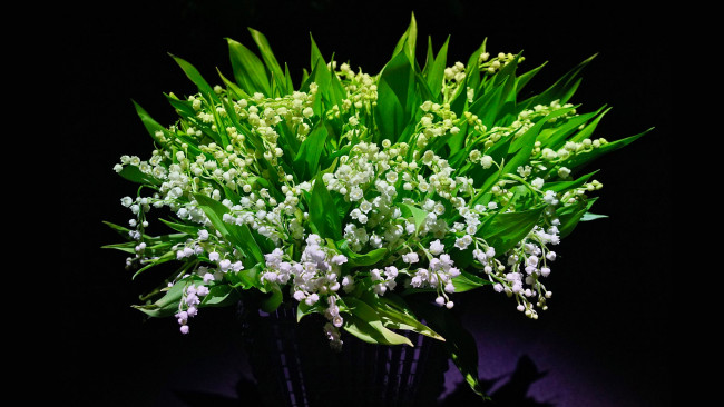 Обои картинки фото цветы, ландыши, майские, букет