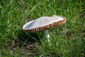 Картинка природа грибы шампиньон