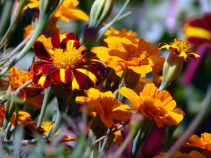 Картинка цветы бархатцы