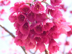 Картинка цветы цветущие деревья кустарники