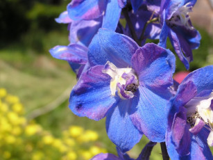 Картинка цветы дельфиниум