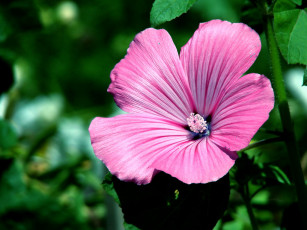 Картинка цветы лаватера