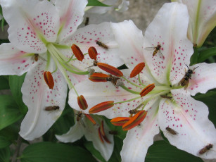 Картинка цветы лилии лилейники