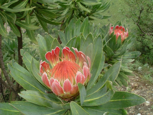 Картинка цветы протея