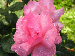 Картинка цветы розы