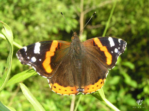 Картинка животные бабочки