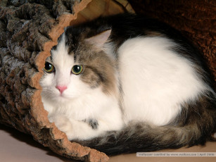 Картинка животные коты