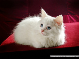 Картинка животные коты