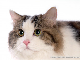 Картинка животные коты