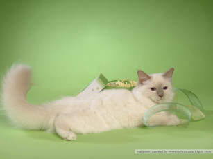 Картинка животные коты