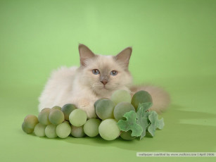 Картинка животные коты