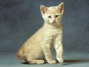 Картинка животные коты